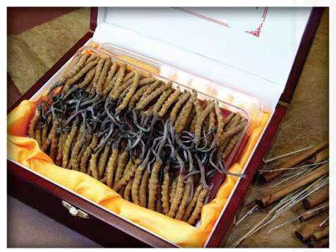 麻涌镇冬虫夏草回收